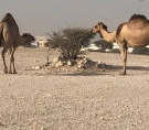 الشرق