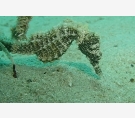 الشرق