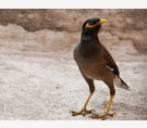 طائر المينا الغازي