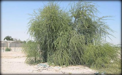 الشرق