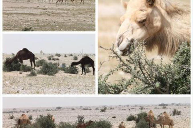 الشرق