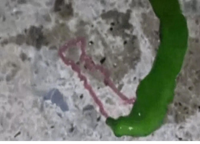 الشرق