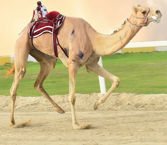 الشرق