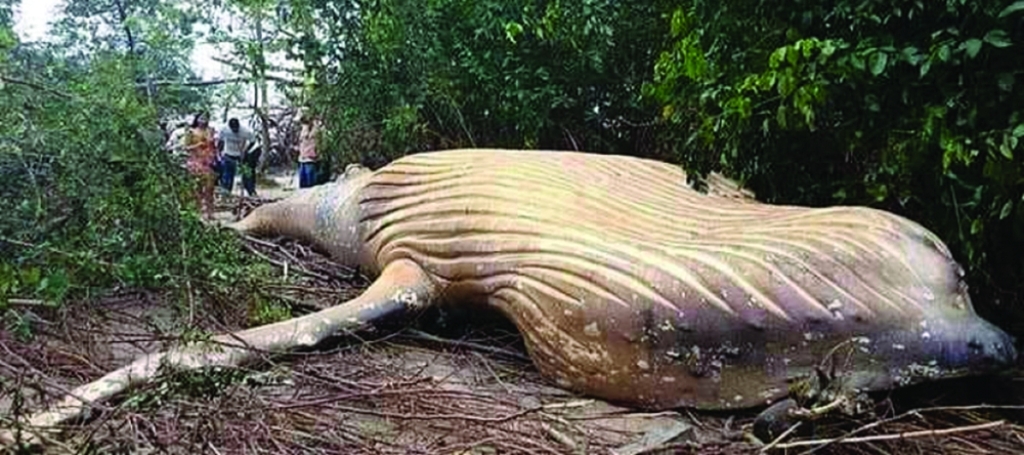                                                                                الحوت النافق                                                                        