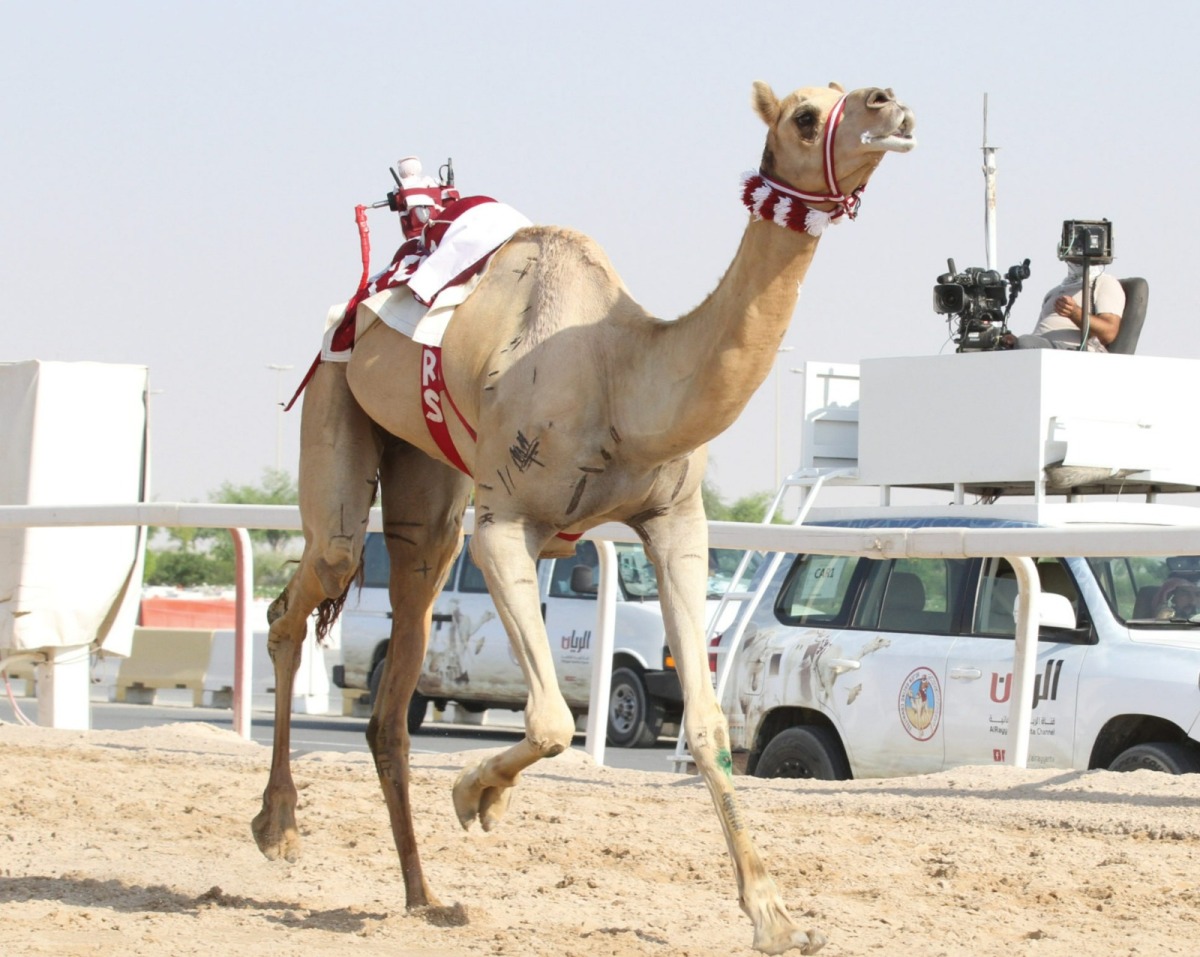 alsharq