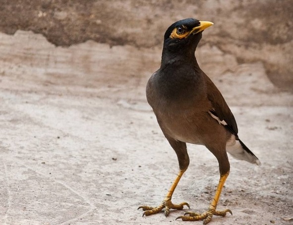 طائر المينا الغازي