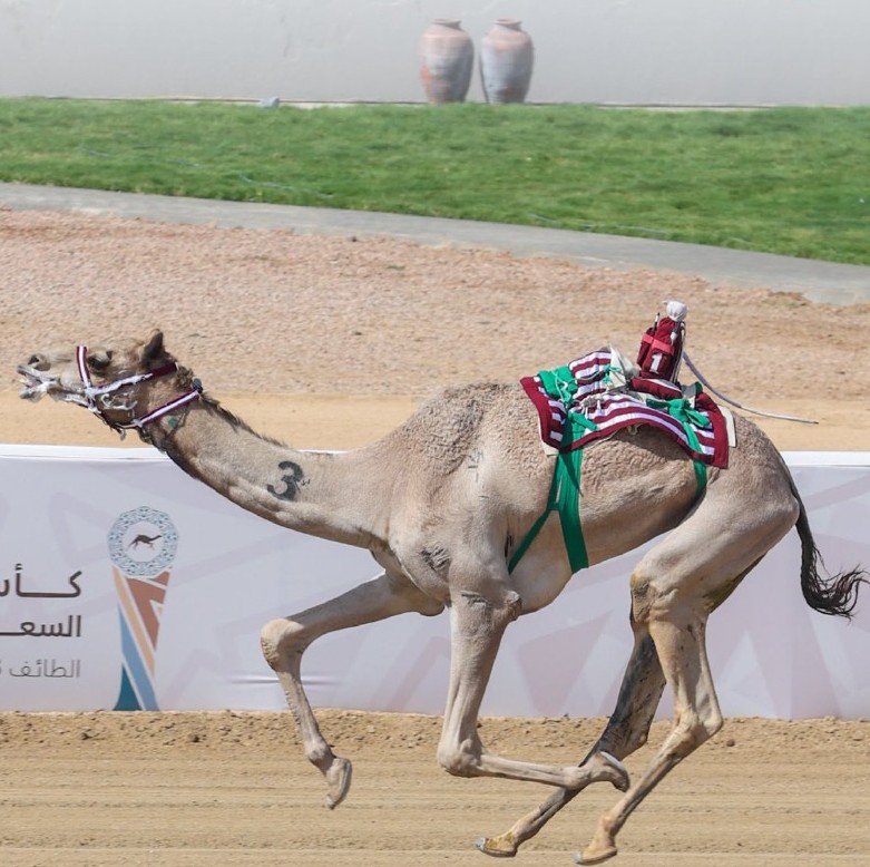 الهجن القطرية تحصد كأسي الثنايا في كأس الاتحاد السعودي 2026